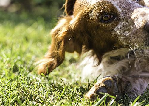 Peregrine Pharmaceuticals ($PPHM): Dog Day SUNRISE