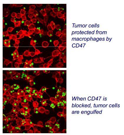 Stem cell therapeutics CD47 e macrofagi